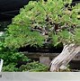 Bonsai Kimeng Termahal